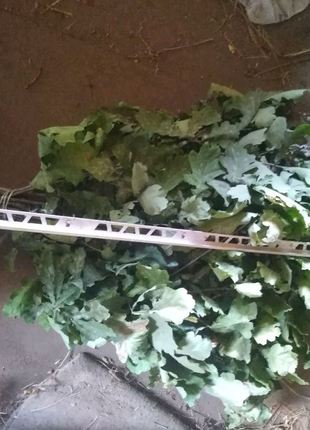 Продам дубовые и берёзовые веники в баньку