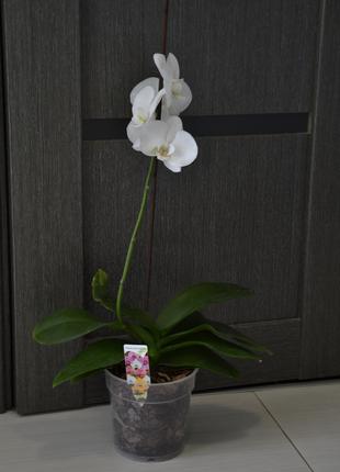 Орхідея біла цвіте