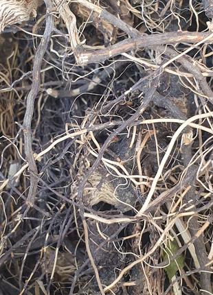 1 кг Левзея софловидная корень сушеный (Свежий урожай) лат. Rh...
