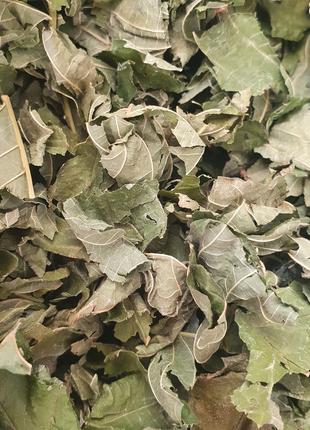 1 кг Лещина обыкновенная листья сушеные (Свежий урожай) лат. C...