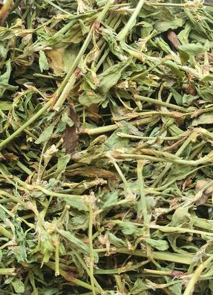 1 кг Спориш/горець пташиний трава сушена (Свіжий урожай) лат. ...