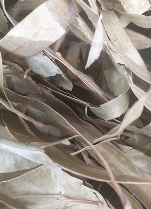 1 кг Эвкалипт лист сушеный (Свежий урожай) лат. Eucalyptus