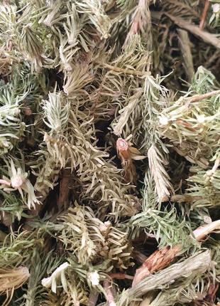 1 кг Баранец-плаун трава сушеная (Свежий урожай) лат. Hupérzia...