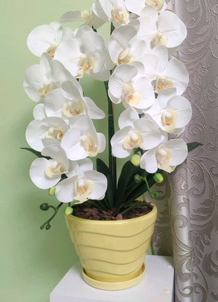 Латексна Орхідея Преміум біла