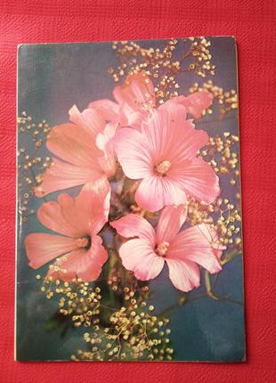 Листівка з Днем народження!" бу у 1979 р-букет з рожевими мальвам