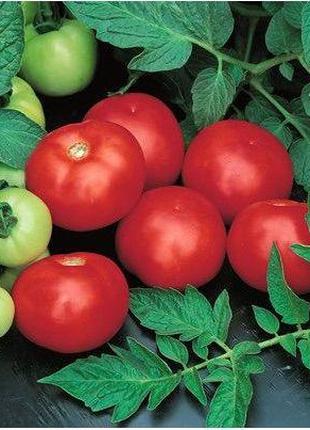Насіння томату Топкапі F1 (1000 нас.) Vilmorin