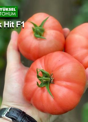 Насіння томату Пінк Хіт F1, (500 нас.), Yuksel Seeds
