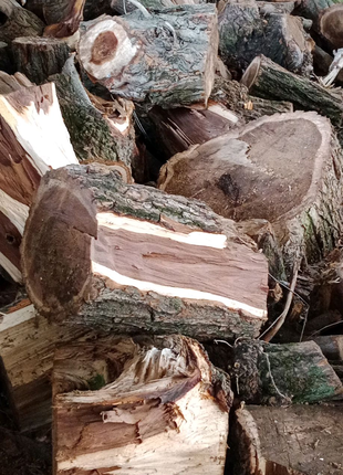 Продам дрова разных пород не дорого