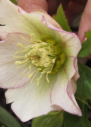 Морозники (Чемерник) - цветы многолетние рание для сада/дачи/клум