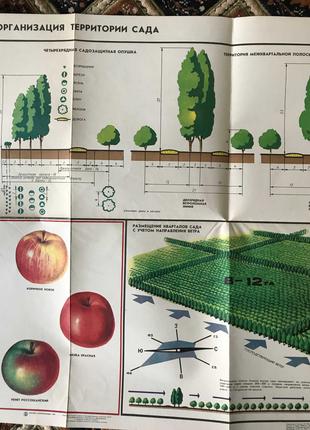 Плакаты учебные "Плодоводство". 1987г.