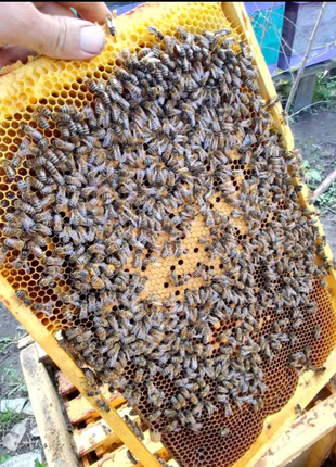 Бджолопакети Бджолосім'ї