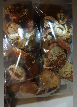 Мухомор червоний,  Amanita Muscaria