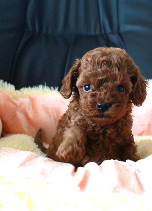 Той Пудель  хлопчики цуценя Poodle
