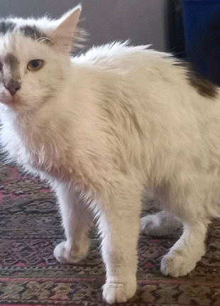 Кот