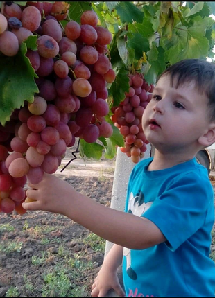 Продам виноград столовых сортов