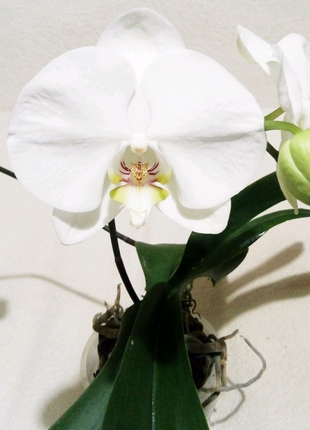 Орхідея з двома квітоносами