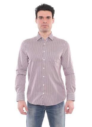 Мужская рубашка calvin klein в бордово-белую полоску.