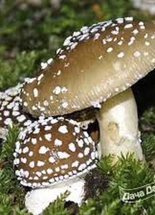 Продам мухомори пантерні, червоні.