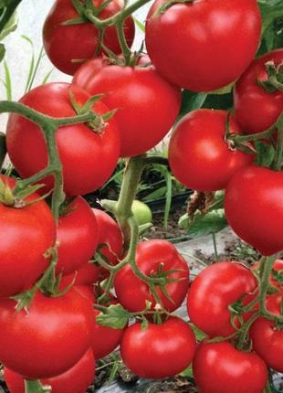 Лєда F1 (500 нас.) насіння томату Yuksel Seeds