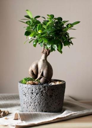 Фикус гинсенг (бонсай) Ficus Ginseng