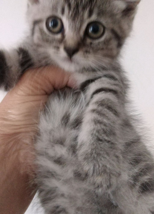 Продам шотландських кошенят