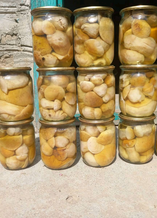 Продам мариновані білі гриби з Карпатського лісу