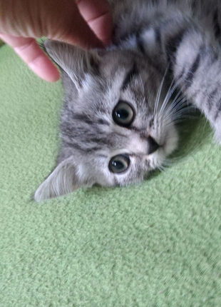 Продам кошенят скотуш страйт