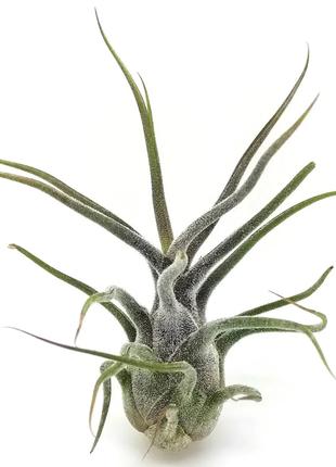Тилландсия атмосферная Приноза (Tillandsia Pruinosa)