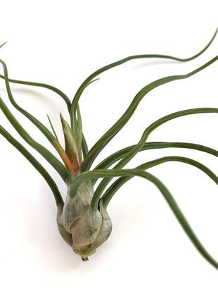 Тилландсия атмосферная Бульбоза (Tillandsia Bulbosa)