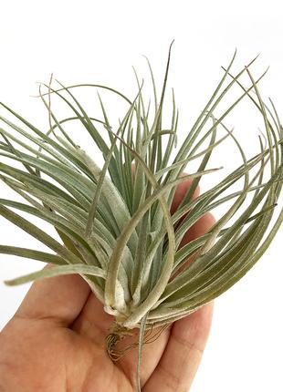 Тилландсия атмосферная Сильвер (Tillandsia Silver)