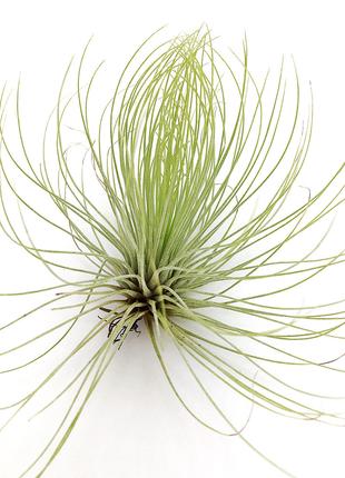 Тилландсия атмосферная Андреана (Tillandsia Andreana)