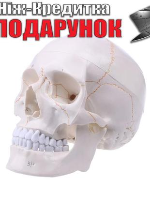 Модель человеческого черепа в натуральную величину Белый с желтым