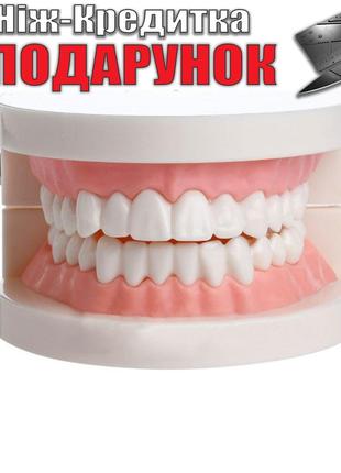 Модель зубов для стоматологии демонстрационная