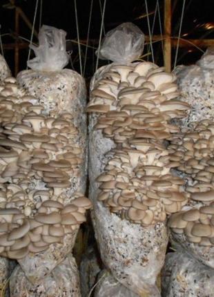 Міцелій Гливи (вешенки) Зерновий для вирощування грибів вдома