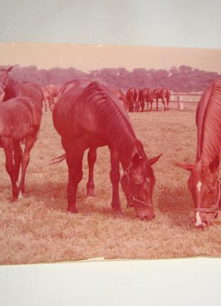 Открытка конь лошадь. Подписная из 70-80-х.