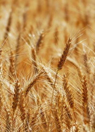 Семена озимой пшеницы БАЛАГУРА. Озимая пшеница безостая БАЛАГУ...