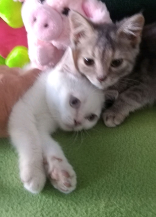 Продам кошенят скотять страйт