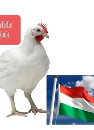 Відбірне інкубаційне яйце  ( Угорщина) кобб 500 молодка