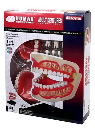 Об`ємна модель 4D Master Зубний ряд людини (FM-626015)