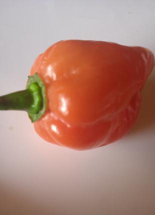 Гострий перець Хабанеро жовтий (Habanero Pepper) насіння