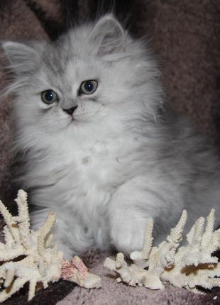 Шикарні перські кошенята сріблястого шиншилового й білого окр.