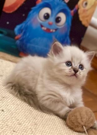 Невські маскарадні кошенята