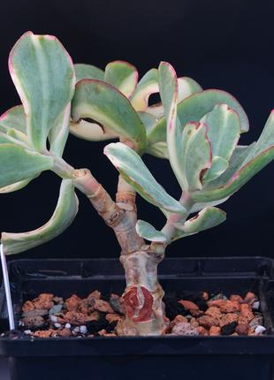 Crassula Curly Green Variegated
