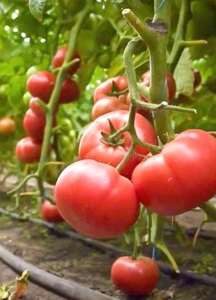 Малдуо F1 (500 нас.) насіння томату Syngenta