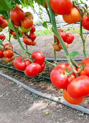 Реслер F1 (250 нас.) насіння томату Seminis