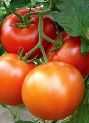 Матіссімо F1 (250 нас.) насіння томату Seminis