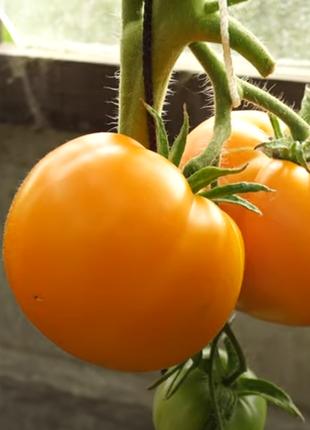Апельсин F1 (1 г) семена томата Элитный Ряд