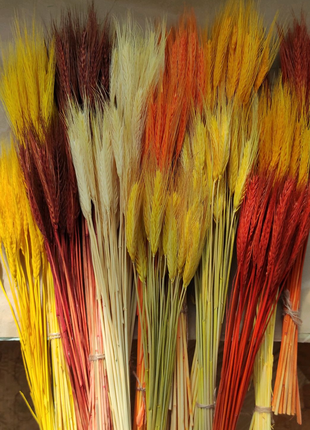 Пшениця кольорова для букетів