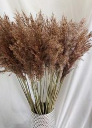 Сухие травы, букет,композиция из сухоцветов