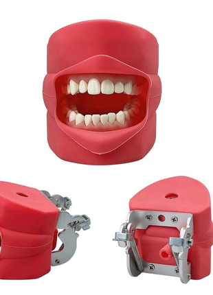 Учебная модель зубов со щеками, 32зубы, зубная модель 32зубы